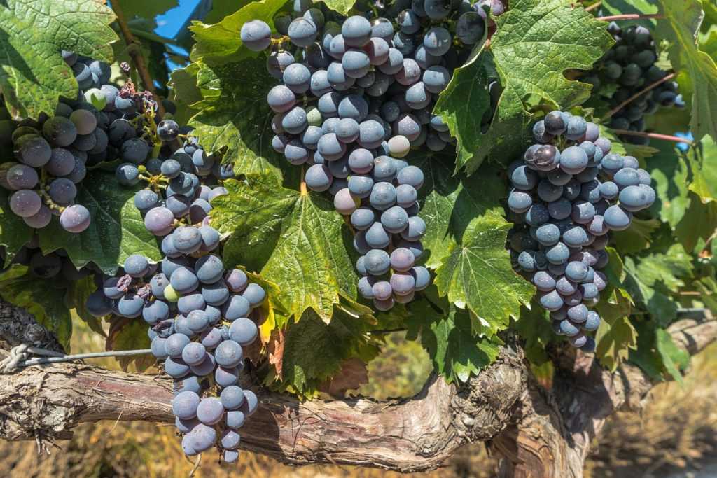 Rotwein aus Spanien Wein Weisswein Tempranillo